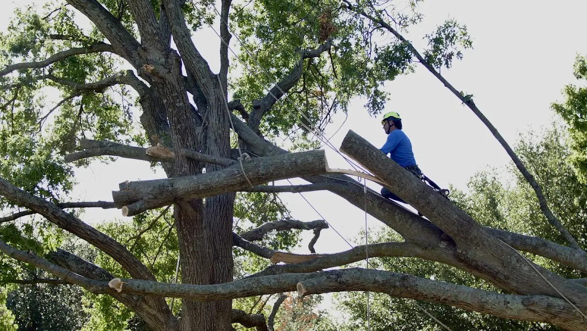 Professional Crown Thinning performed by certified arborists in Allerton