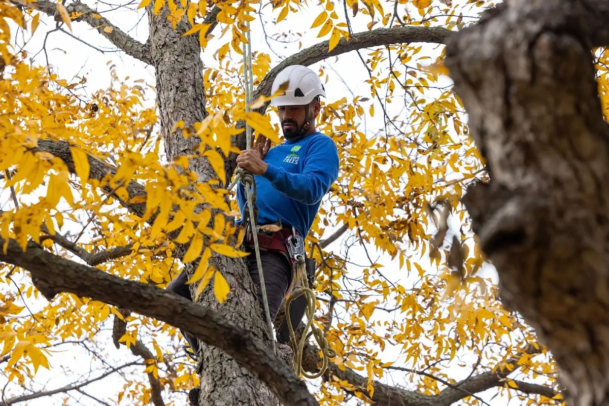 Skilled Storm Damage Cleanup crew working in Allerton